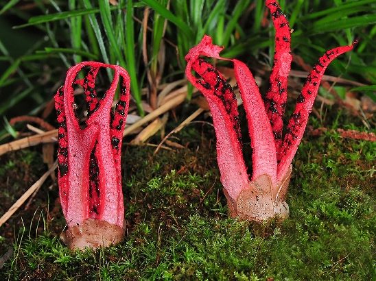 Clathrus Archeri: el hongo pulpo