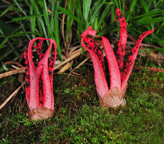 Hongo pulpo
