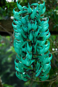 Jade-Vine-Strongylodon-Macrobotry