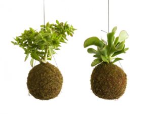 Kokedamas suculentas