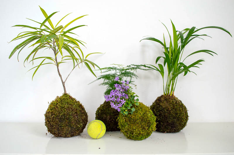 Kokedamas
