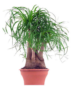 Beaucarnea o Pata de Elefante