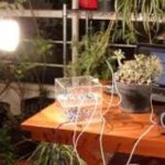 Pulsum Plantae