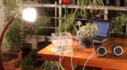 Pulsu(m) Plantae: lo que sienten las plantas