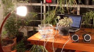 Pulsu(m) Plantae: lo que sienten las plantas