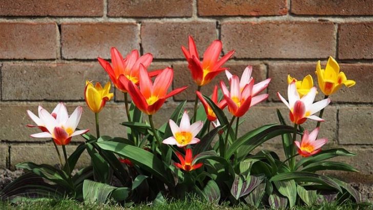Prepara tu jardín para la primavera