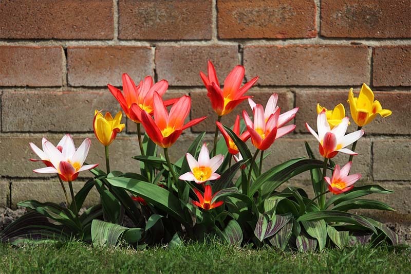 flores-de-jardin