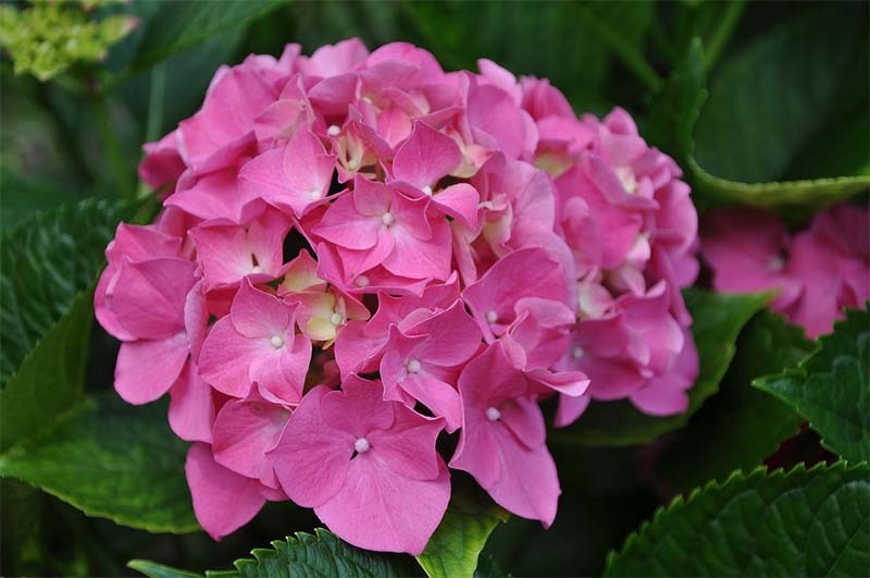 hortensia-drfyw