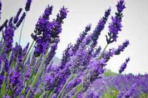 El olor de las plantas como barrera defensiva