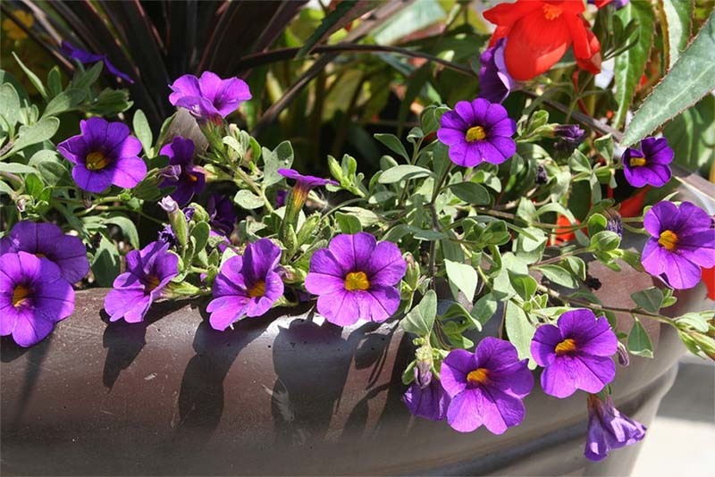 maceta-con-flores