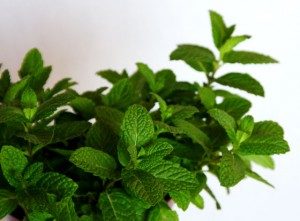menta-hierbabuena-300x221