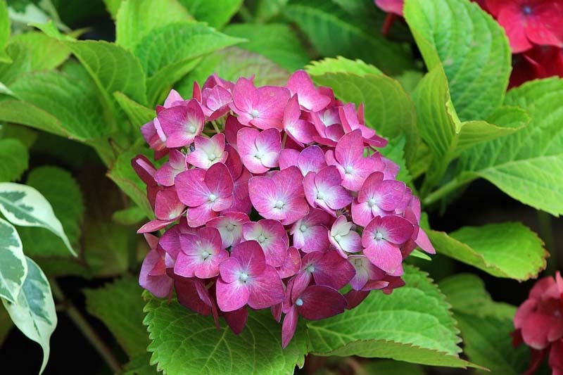 planta-con-flores