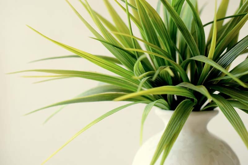 planta-decorativa