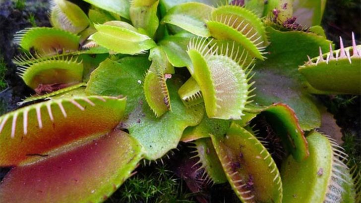 ¿Por qué algunas plantas se han hecho carnívoras?