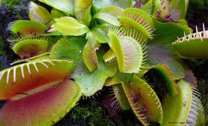 plantas-carnivoras-nqhcr