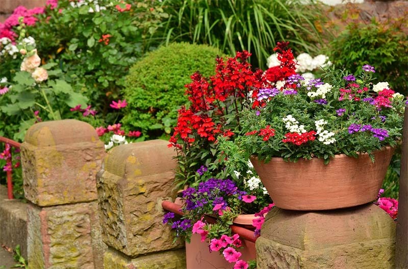 plantas-de-jardin-g934j