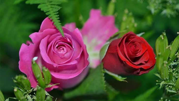 Usos medicinales de las flores