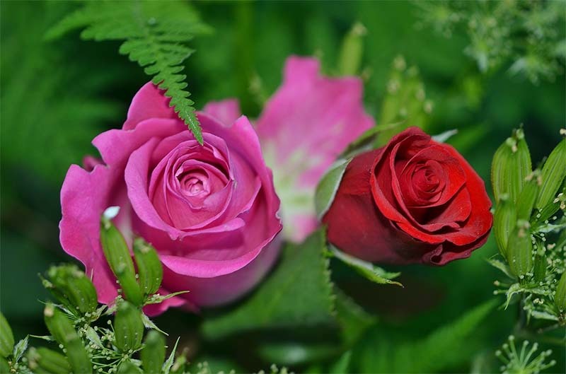 rosas
