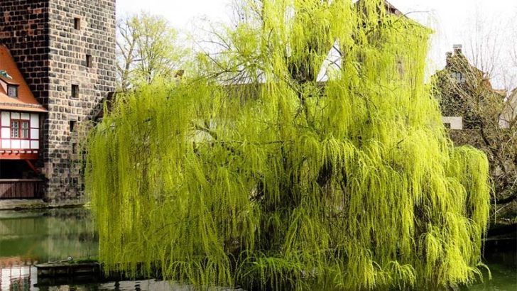 Sauce llorón, la joya del jardín