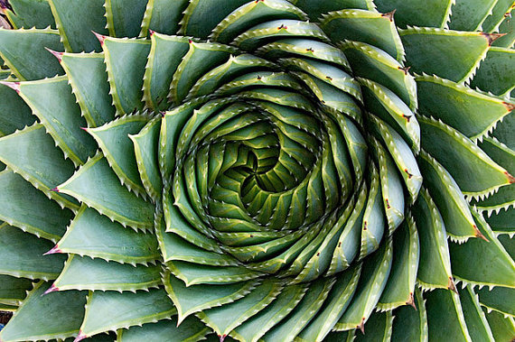 Aloe Pholyphylla o Aleo en espiral