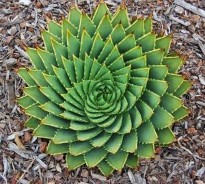 Aloe espirulado