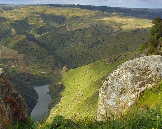 Reforestum: cómo crear tu propio bosque