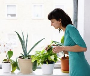 Cuidar plantas
