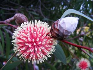 Hakea L.
