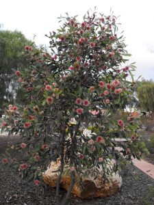 Hakea Laurina