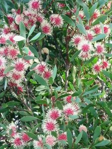 Hakea Laurina2