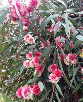 Hakea Laurina o flor alfiletero