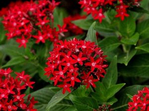 Pentas Lanceolata Butterfly Red 11