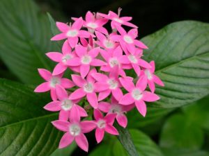 Pentas_lanceolata.500