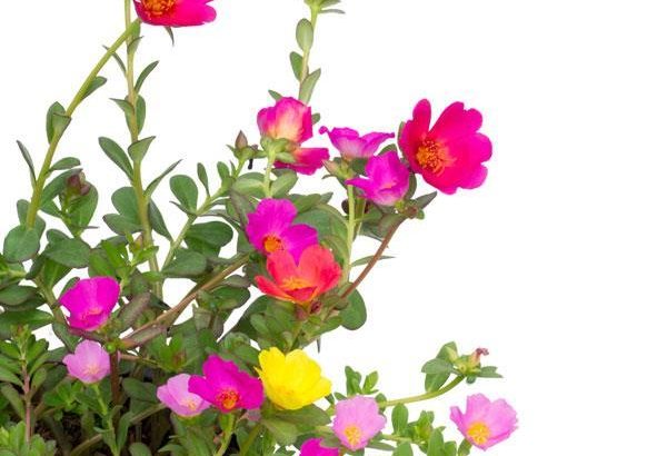 Portulaca Oleracea o Verdolaga
