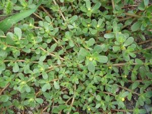 Portulaca oleracea