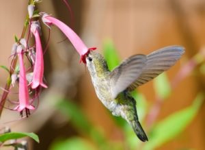 Polinizacion_colibri