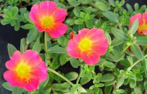 Verdolaga-rosa