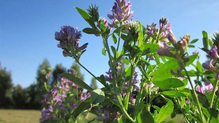 3 plantas que ayudan a las mujeres