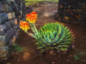 aloe-vera-espiralado-flor