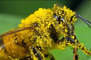 Polinizacion_abeja