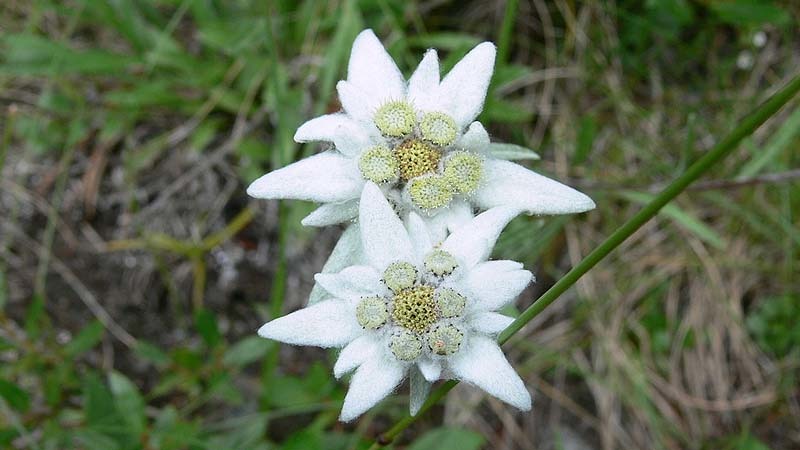 edelweiss