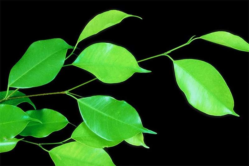 ficus-tqepn