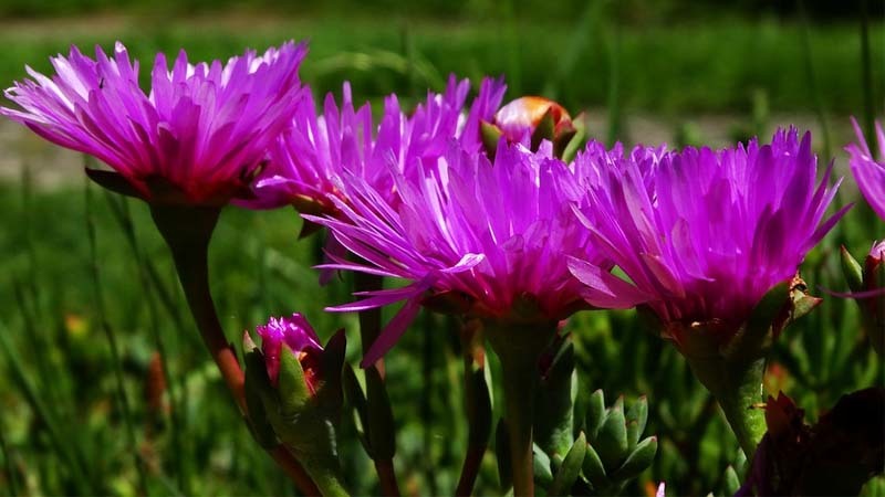 flores-de-jardin