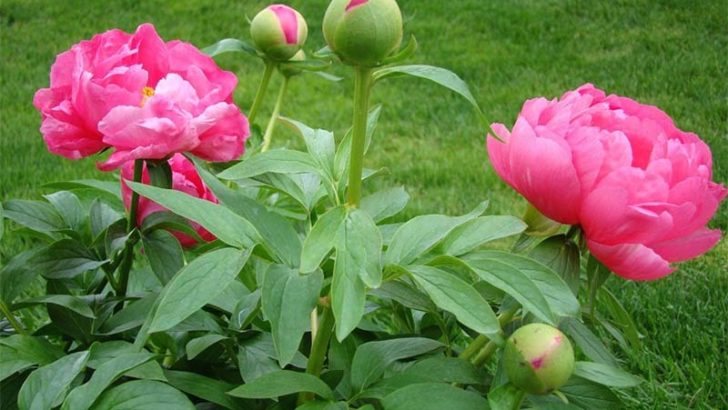 Cuidados básicos para tus plantas del jardín