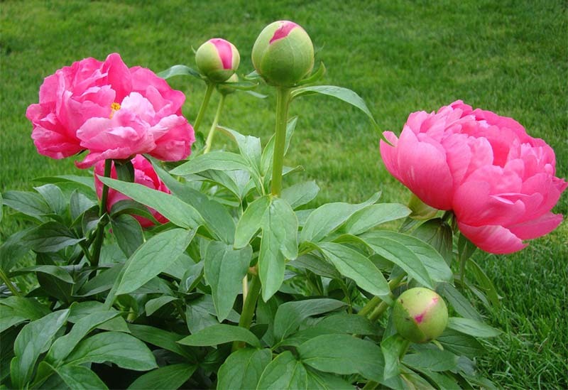 flores-de-jardin