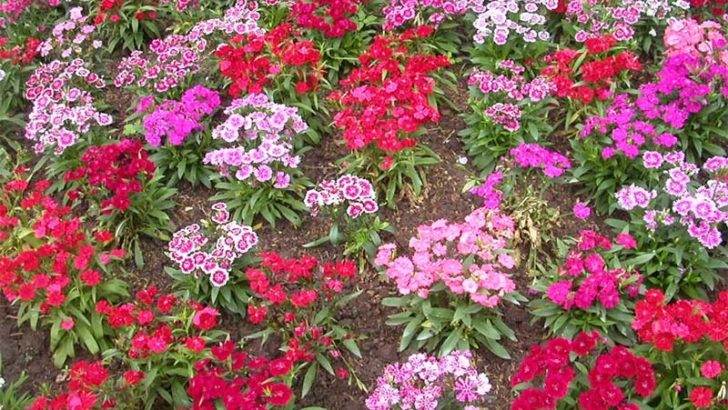 La primavera ha llegado antes a las plantas