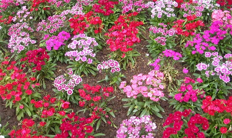 flores-en-primavera