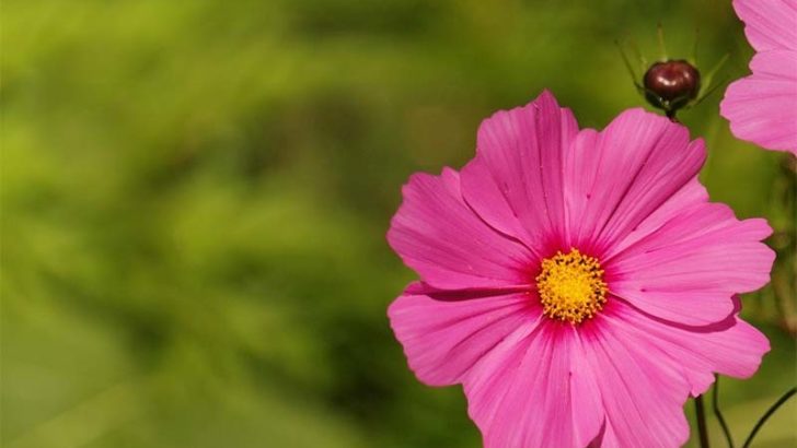 Tareas para hacer en el jardín en primavera