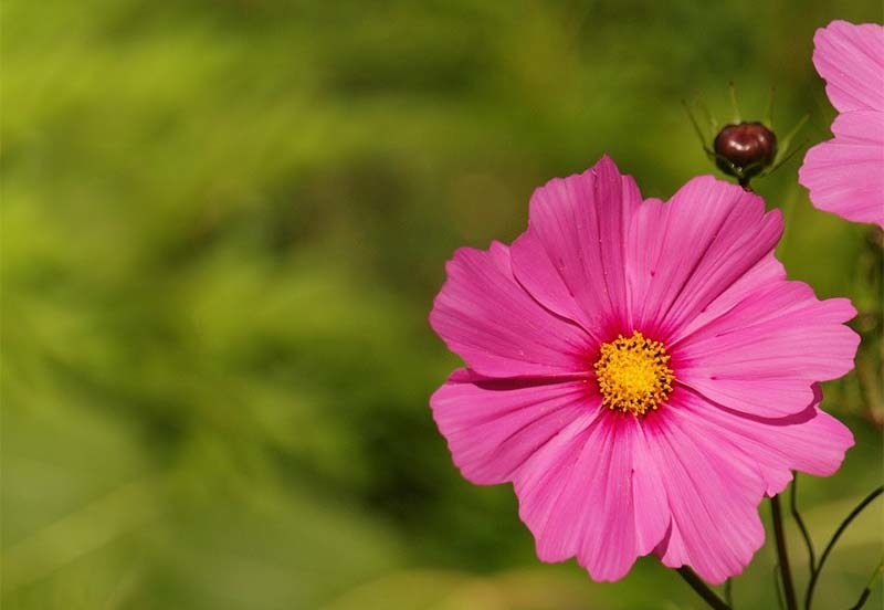 jardin-con-flor