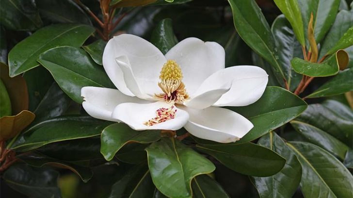 Nuevas especies de plantas descubiertas